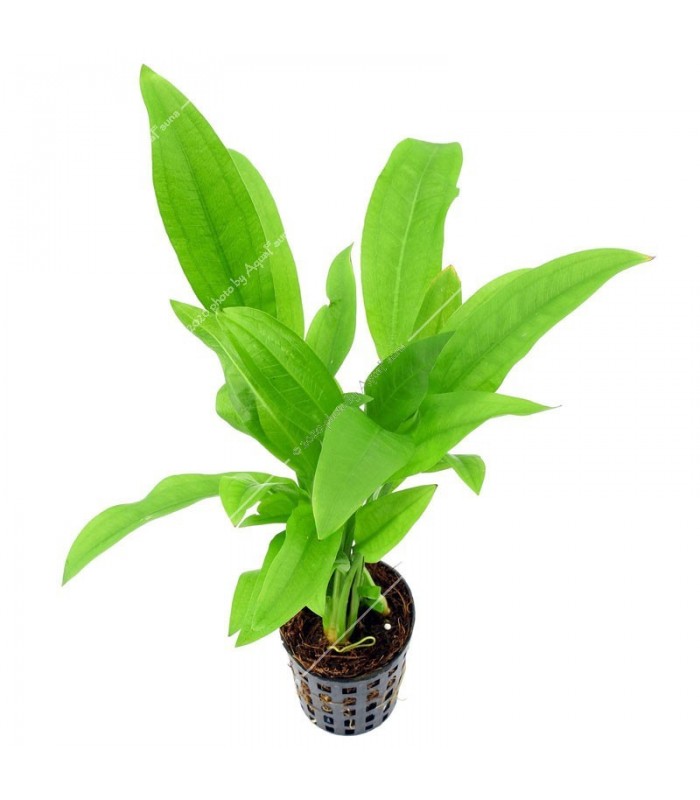 Echinodorus parviflorus