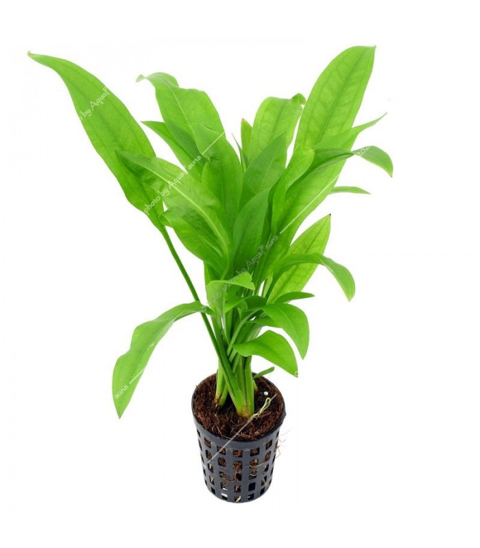 Echinodorus parviflorus