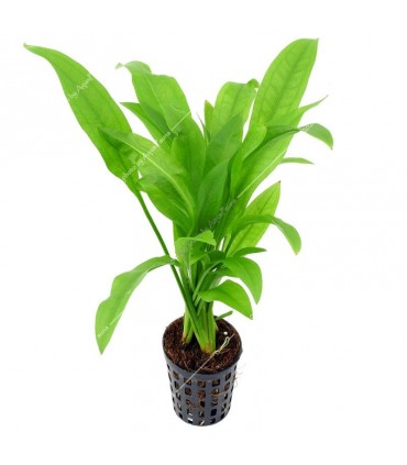 Echinodorus parviflorus