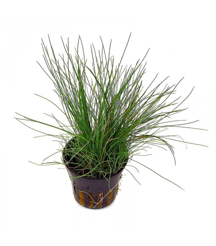 Eleocharis acicularis
