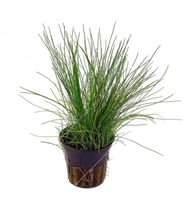 Eleocharis acicularis