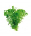 Cabomba aquatica