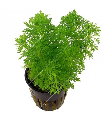 Limnophila sessiliflora