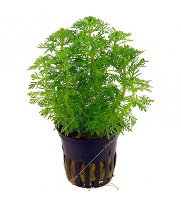 Limnophila sessiliflora