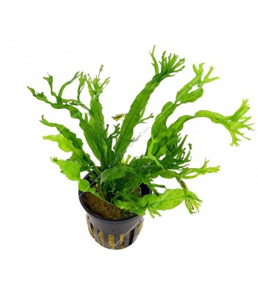 Microsorium pteropus windelov