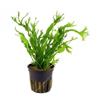 Microsorium pteropus windelov