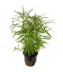 Pogostemon stellatus