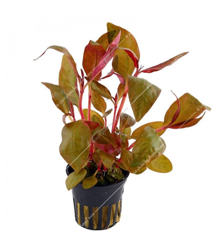 Alternanthera lilacina