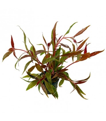 Alternanthera rosaefolia