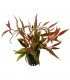 Alternanthera rosaefolia
