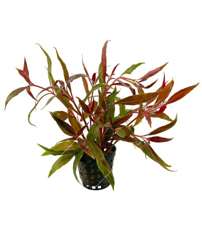 Alternanthera rosaefolia