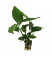 Anubias heterophyla