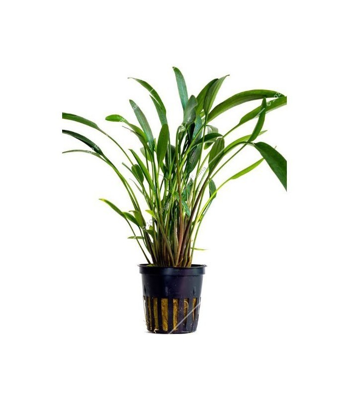 Cryptocoryne nevelli