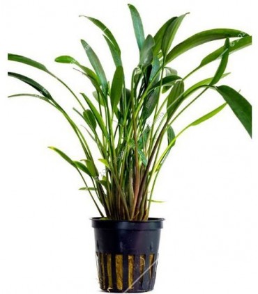 Cryptocoryne nevelli