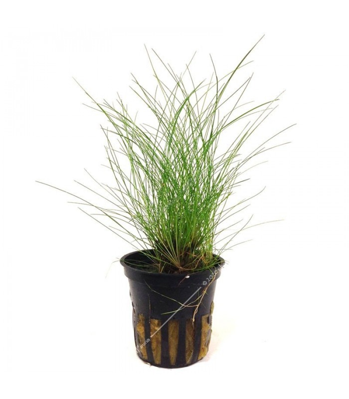 Eleocharis acicularis