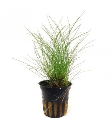 Eleocharis acicularis