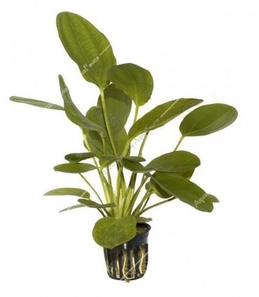 Echinodorus osiris