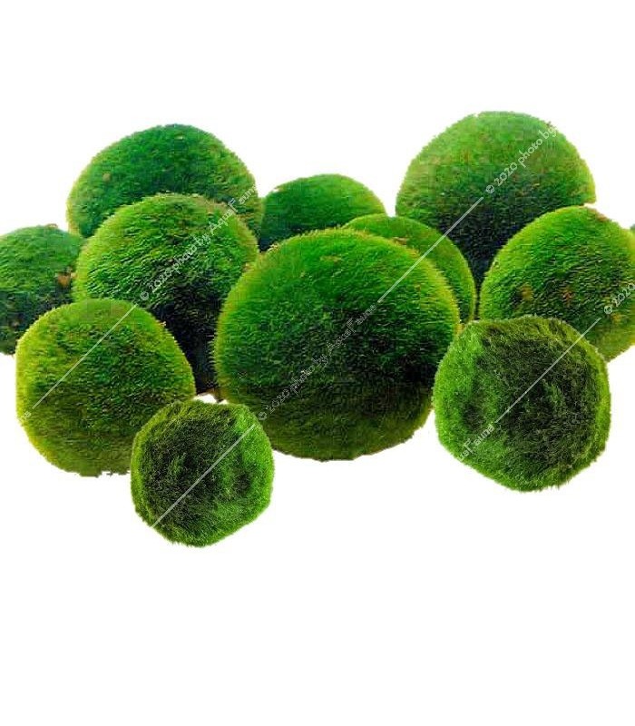 Cladophora aegagrophila - Gömbmoha 6-7 cm