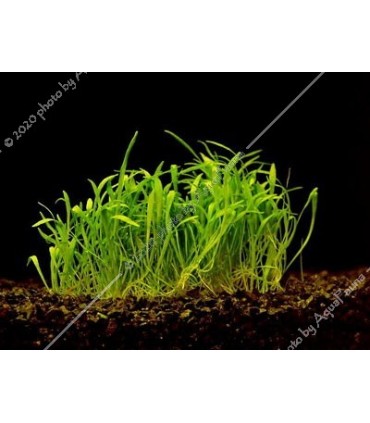 Lilaeopsis brasiliensis