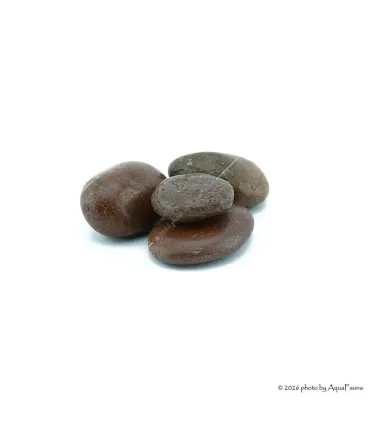 Dekorkő - Coffee 5-7 cm / db