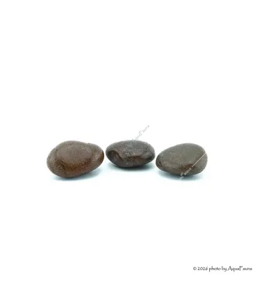 Dekorkő - Coffee 5-7 cm / kg
