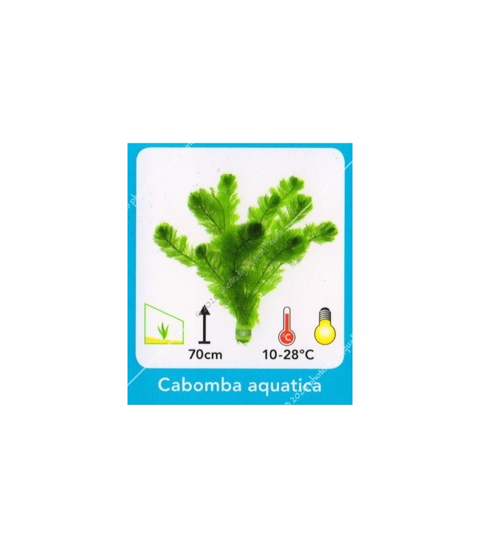Cabomba aquatica