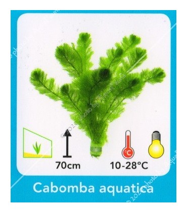 Cabomba aquatica