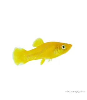 Poecilia sp. - Borostyán molly