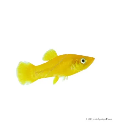 Poecilia sp. - Borostyán molly