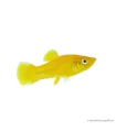 Poecilia sp. - Borostyán molly