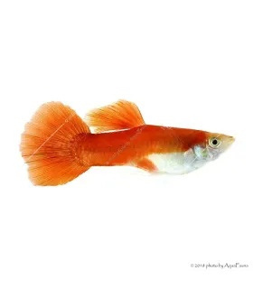 Poecilia reticulata - Guppy