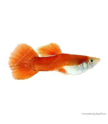 Poecilia reticulata - Guppy