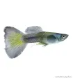 Poecilia reticulata - Guppy