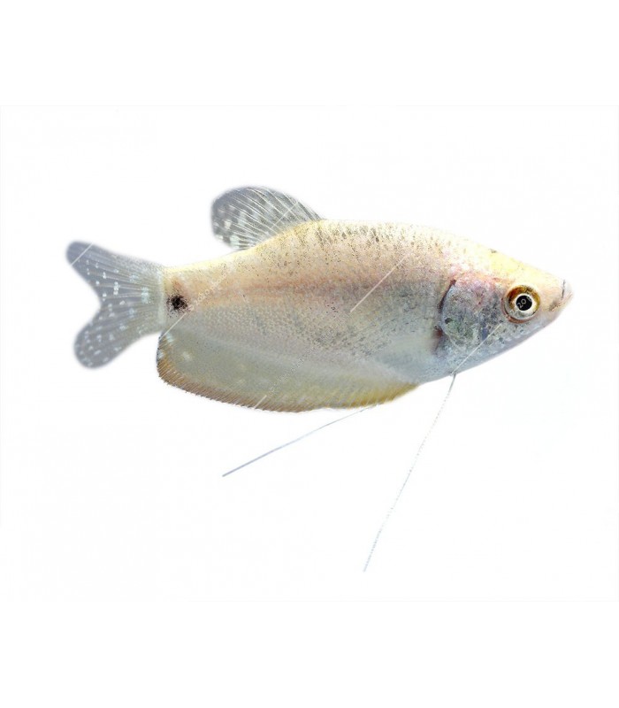 Trichogaster microlepis - Ezüst gurámi