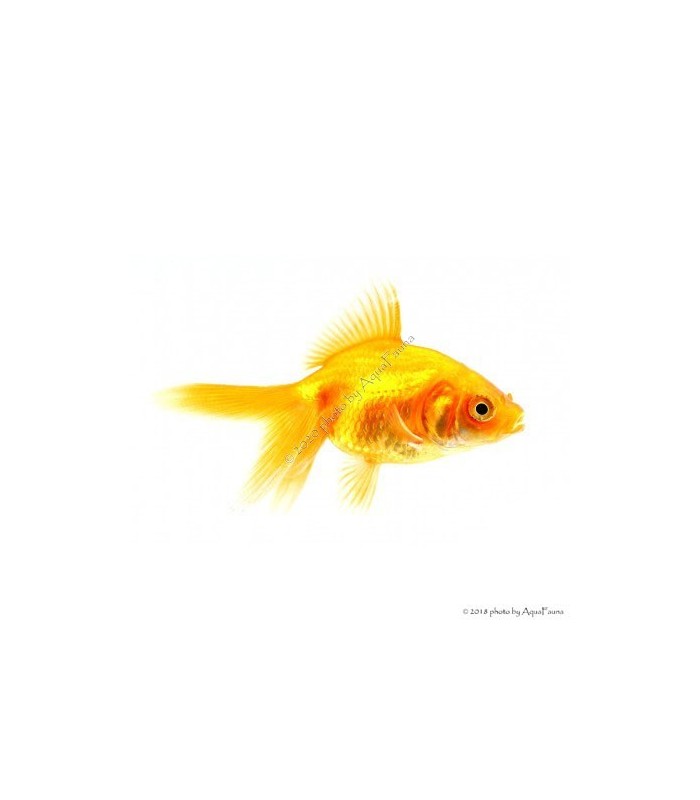 Carassius auratus - Aranyhal