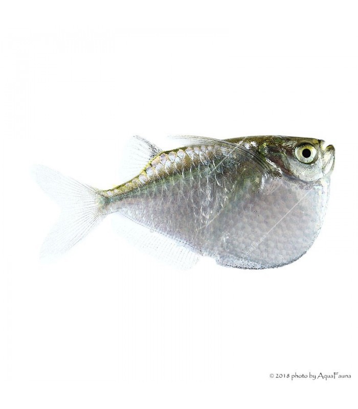 Carnegiella myersi - Ezüst baltahasú pontylazac