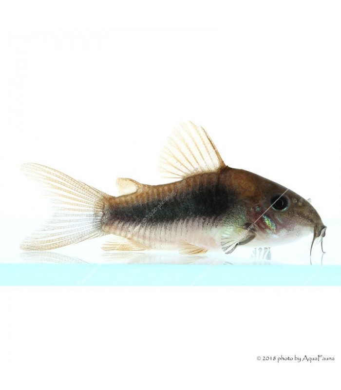 Corydoras aeneus