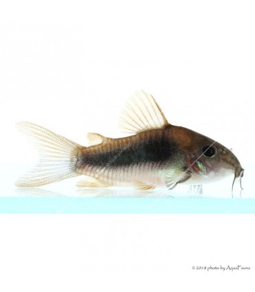 Corydoras aeneus