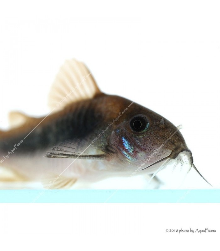 Corydoras aeneus