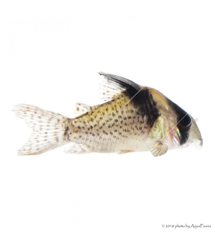 Corydoras delphax