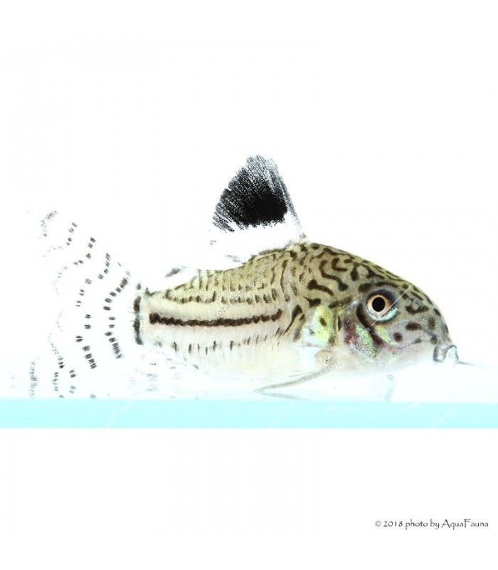 Corydoras julii