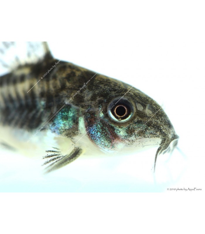 Corydoras paleatus - Foltos páncélosharcsa