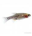 Danio erythromicron - Kéksávos törperazbóra