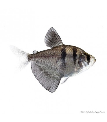 Gymnocorymbus ternetzi - Fekete tetra
