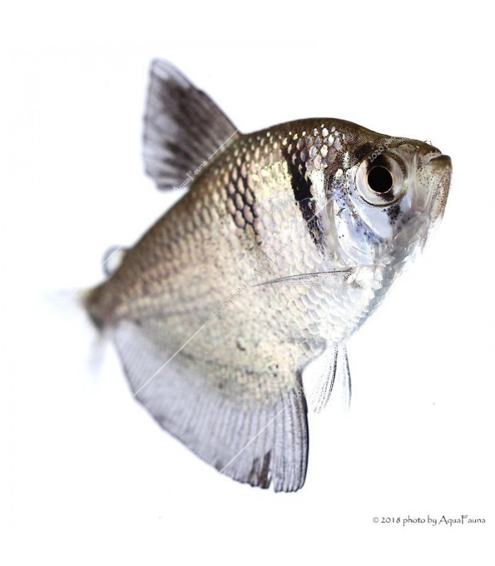 Gymnocorymbus ternetzi - Fekete tetra