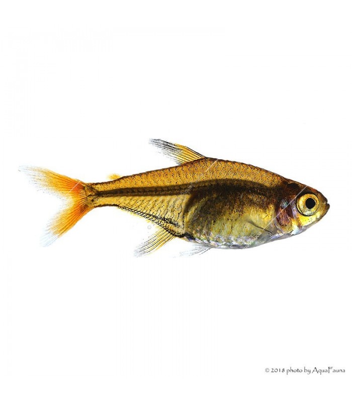 Hyphessobrycon amandae - Amandalazac