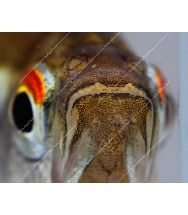 Hyphessobrycon herbertaxelrodi - Fekete neonhal