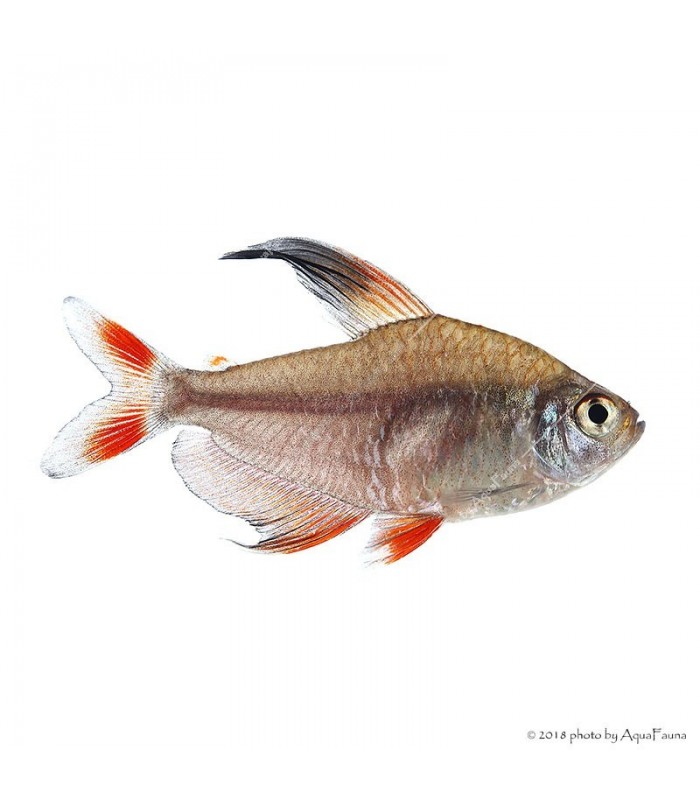 Hyphessobrycon rosaceus - Rózsalazac