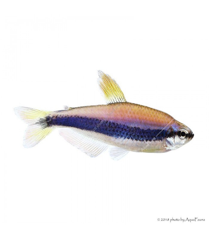 Inpaichthys kerri - Királylazac
