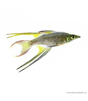 Iriatherina werneri - Werneri kalászhal